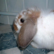 Photo de Lapin