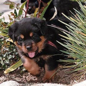 Photo de Rottweiler