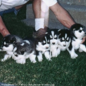 Photo de Husky siberien