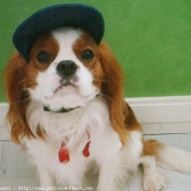 Photo de Cavalier king charles spaniel