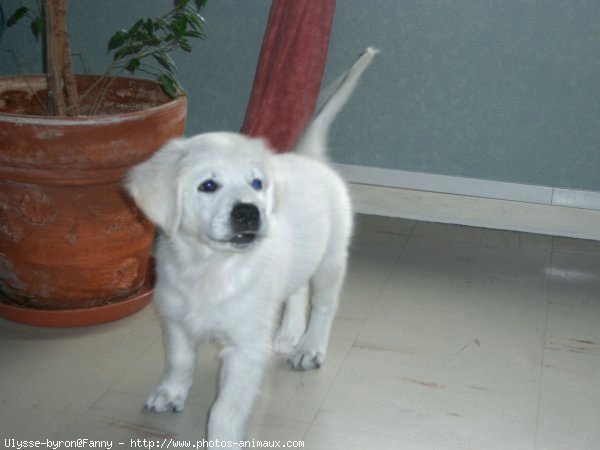 Photo de Golden retriever