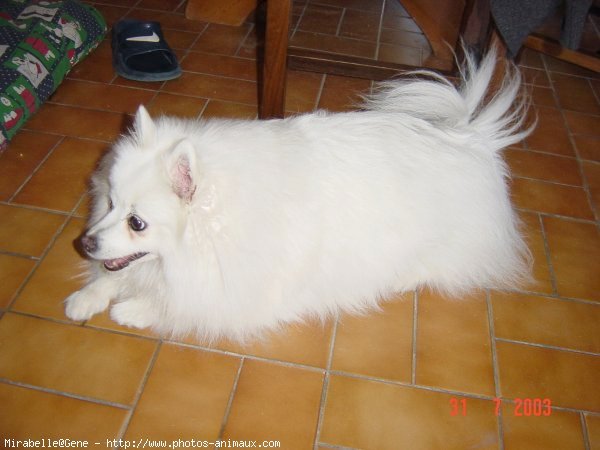 Photo de Spitz moyen