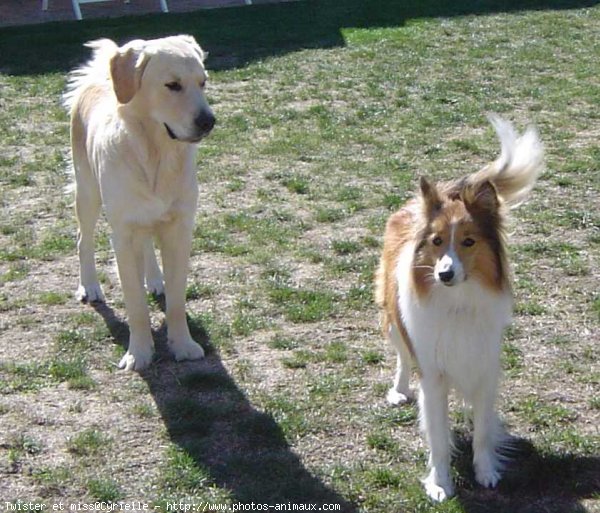 Photo de Races diffrentes