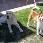 Photo de Races diffrentes