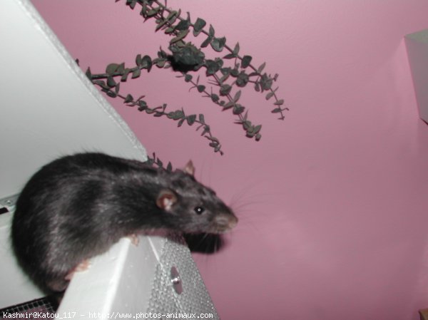 Photo de Rat