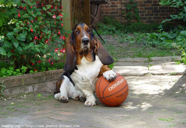 Photo de Basset hound