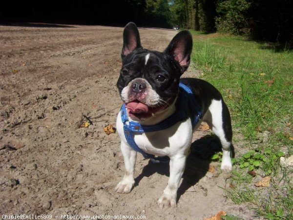 Photo de Bouledogue franais