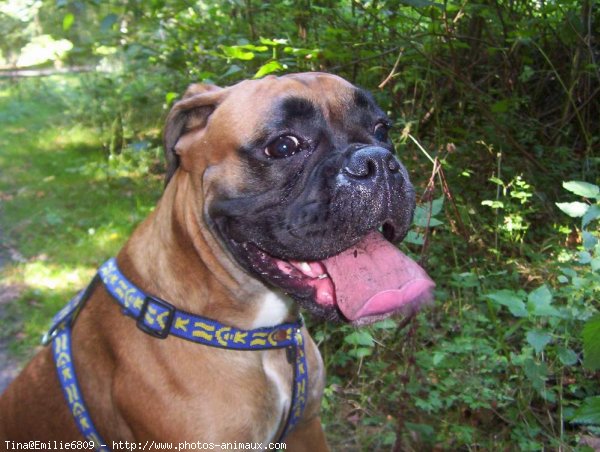 Photo de Boxer