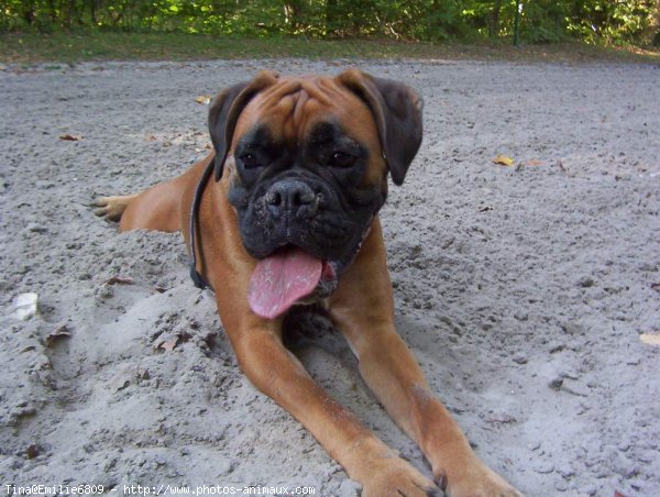 Photo de Boxer