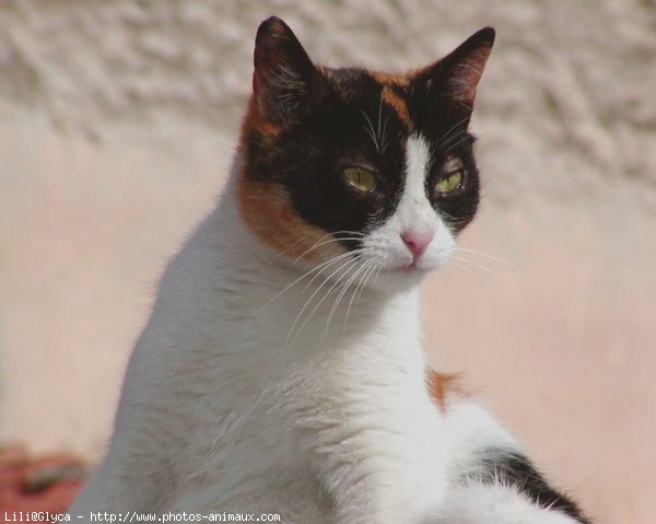 Photo de Chat domestique