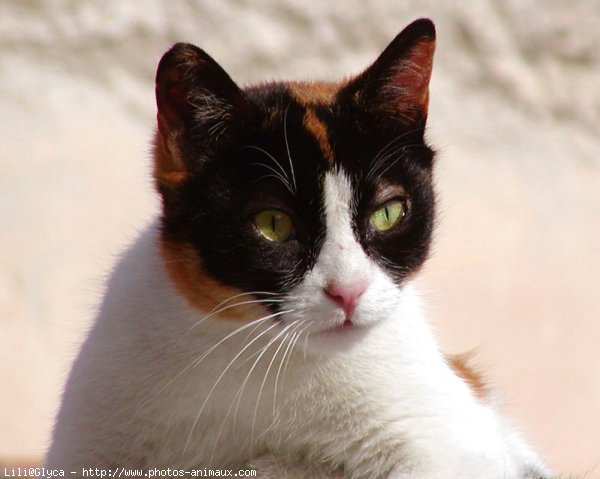 Photo de Chat domestique