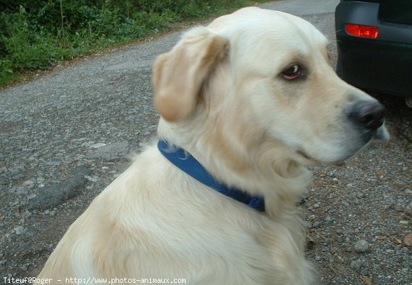 Photo de Golden retriever