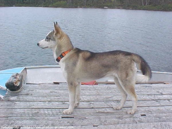 Photo de Husky siberien