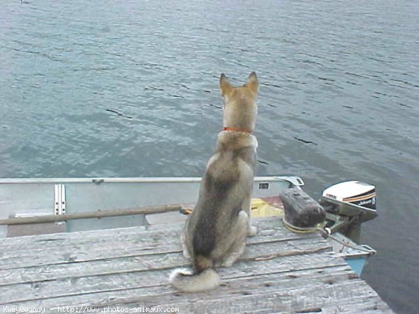 Photo de Husky siberien