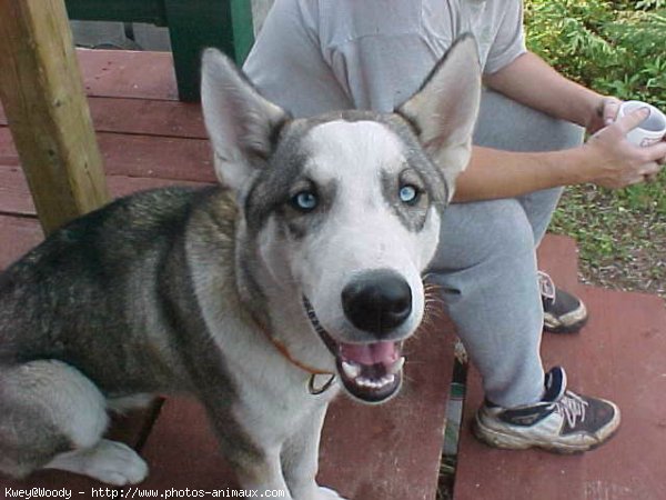 Photo de Husky siberien