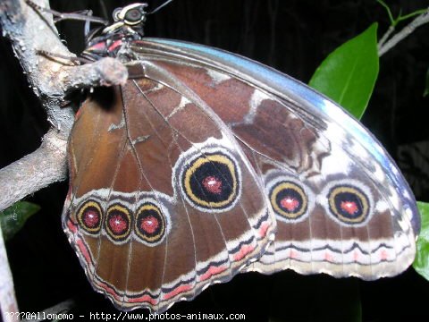 Photo de Papillon