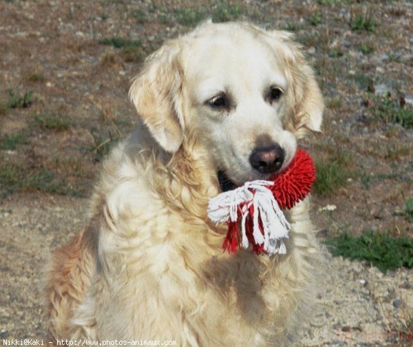 Photo de Golden retriever