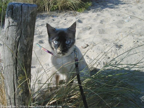 Photo de Croisement