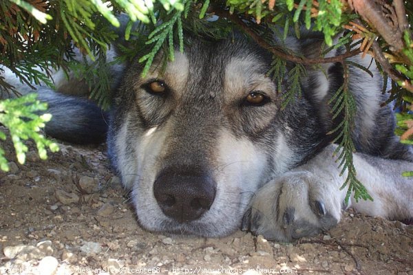 Photo de Chien-loup de saarloos