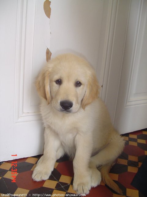 Photo de Golden retriever