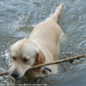 Photo de Golden retriever