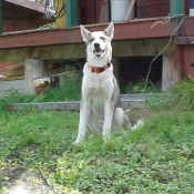 Photo de Husky siberien