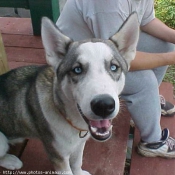 Photo de Husky siberien