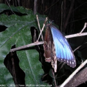 Photo de Papillon