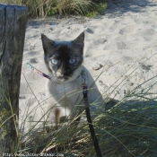 Photo de Croisement