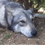 Photo de Chien-loup de saarloos