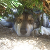 Photo de Chien-loup de saarloos