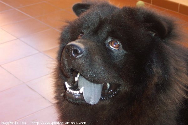 Photo de Chow chow