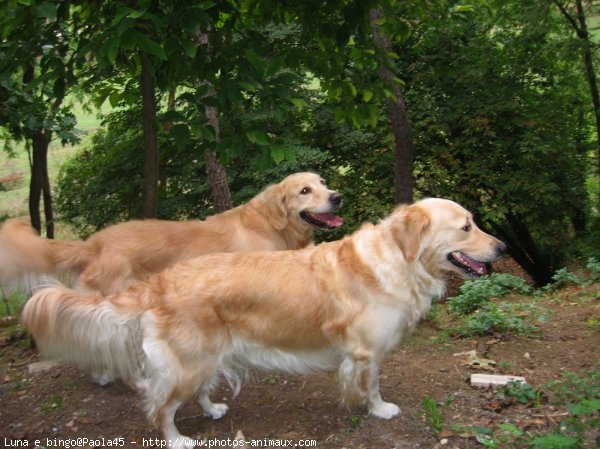 Photo de Golden retriever