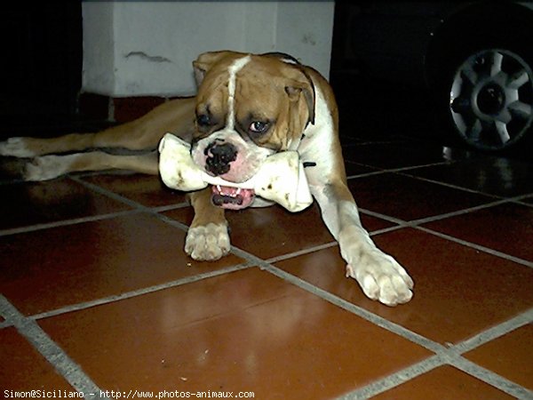 Photo de Boxer