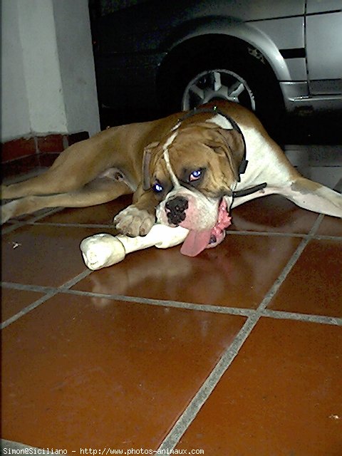 Photo de Boxer