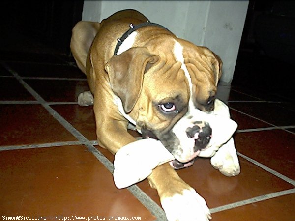 Photo de Boxer