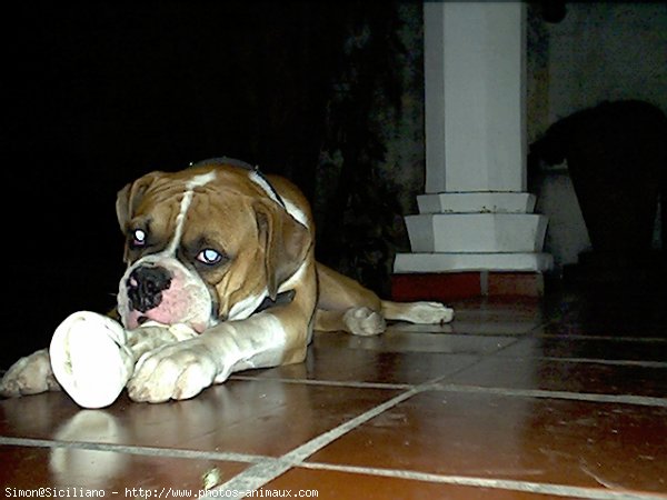 Photo de Boxer