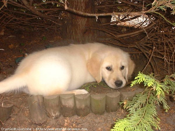 Photo de Golden retriever