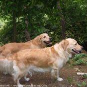 Photo de Golden retriever