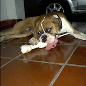 Photo de Boxer