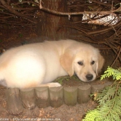 Photo de Golden retriever