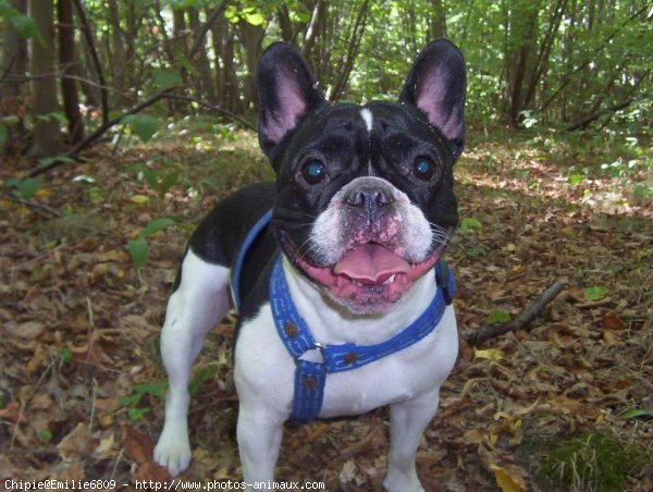 Photo de Bouledogue franais