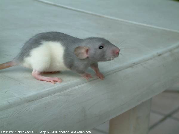 Photo de Rat