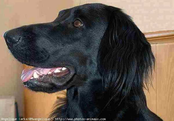 Photo de Retriever  poil plat