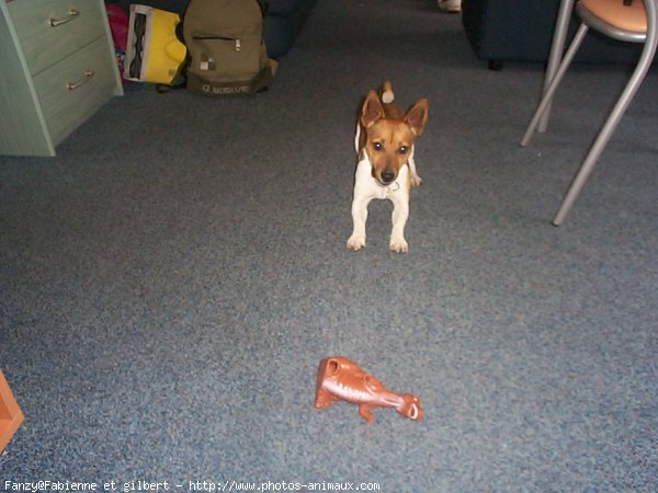 Photo de Jack russell terrier