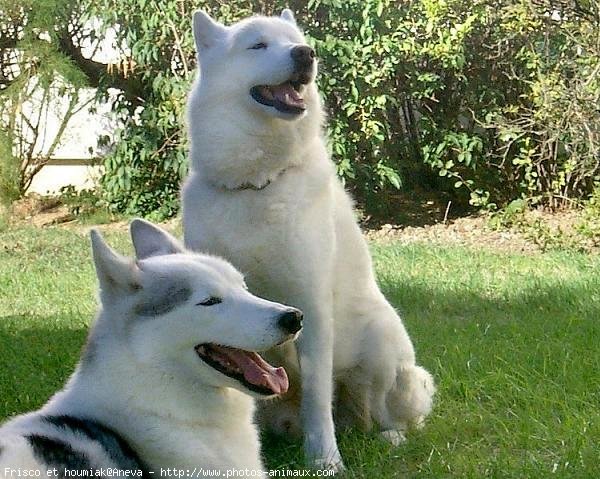 Photo de Husky siberien