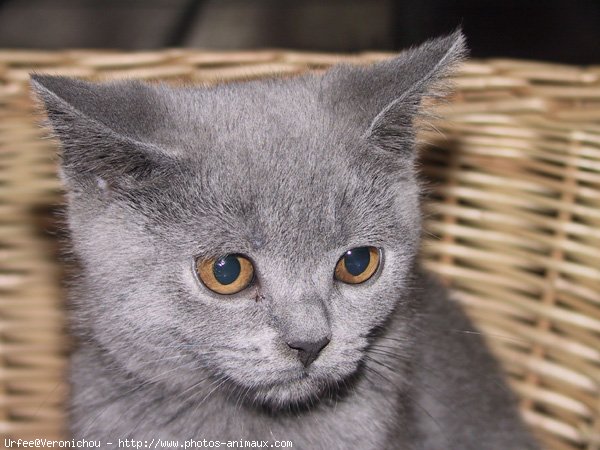 Photo de Chartreux