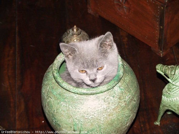 Photo de Chartreux