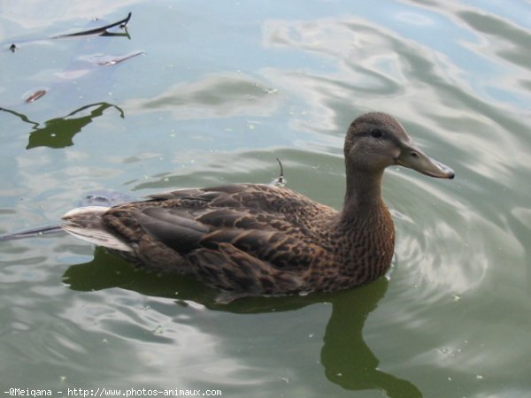 Photo de Canard