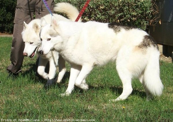 Photo de Husky siberien